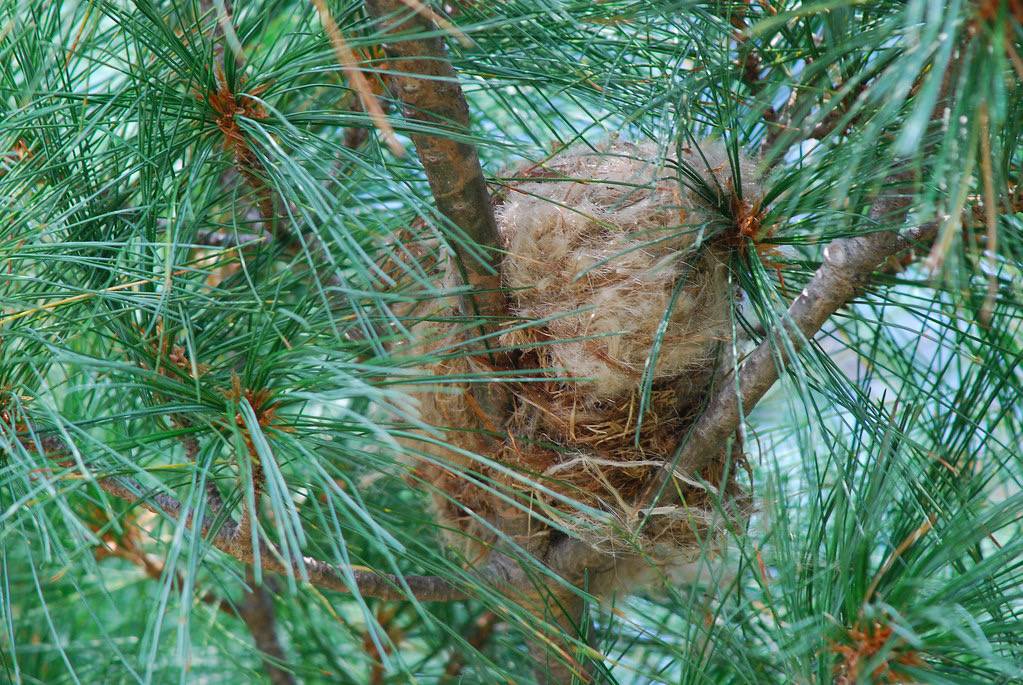 American Goldfinch nest by Billtacular is licensed under CC BY-NC-ND 2.0